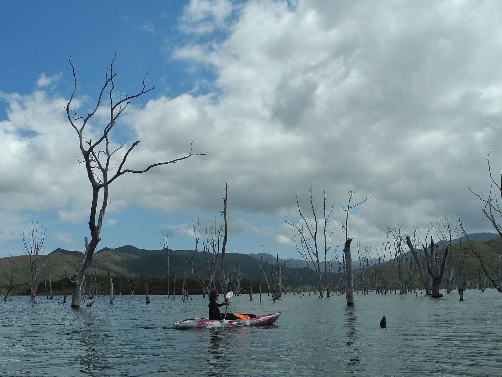 Kayak the drowned forest