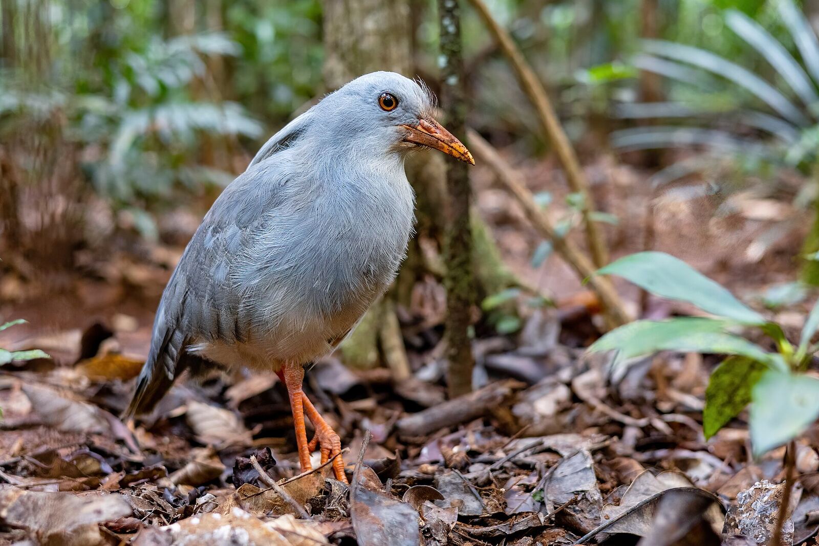 The kagu, New Caledonia's national bird